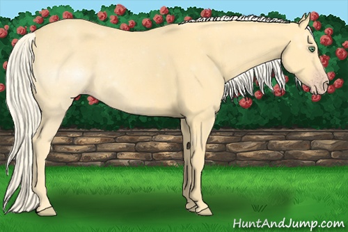 Horse Color: Gold Cream Champagne 