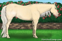 Horse Color:Gold Cream Champagne