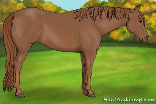 Horse Color: Chestnut 