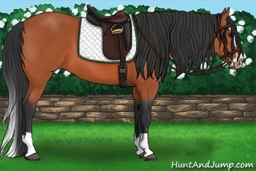 Horse Color: Bay Splash Frame 