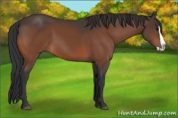 Horse Color:Bay Splash 
