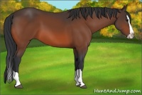 Horse Color:Bay Splash 