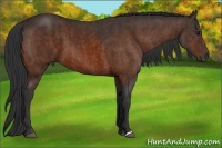 Horse Color:Bay  Brindle