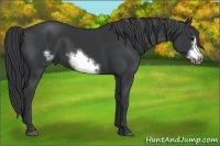 Horse Color:Black Frame 
