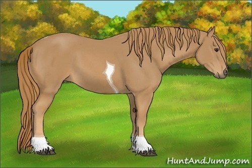 Horse Color: Chestnut Tobiano 
