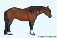 Horse Color:Bay Tobiano 