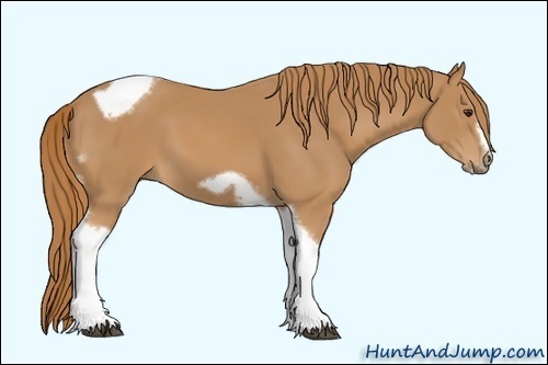 Horse Color: Unknown 