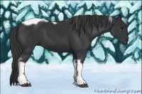 Horse Color:Black Tobiano Frame