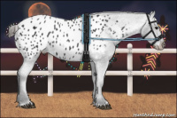 Horse Color:Black Appaloosa 