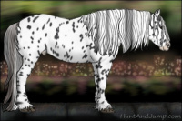 Horse Color:Black Appaloosa 