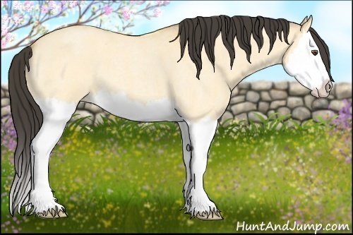 Horse Color: Buckskin Roan Dun Splash 