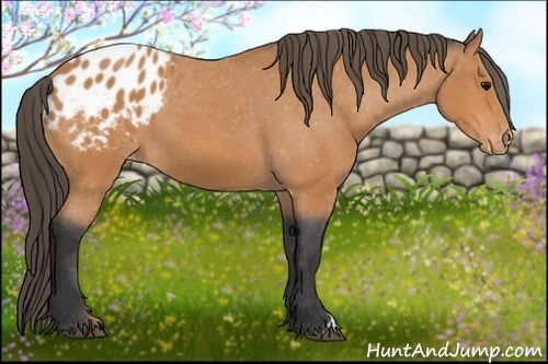 Horse Color: Bay Blanket 