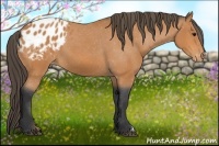 Horse Color:Bay Appaloosa 