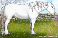 Horse Color:Chestnut Blanket 