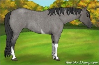 Horse Color:Grullo Roan Tobiano