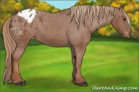 Horse Color:Chestnut Blanket 