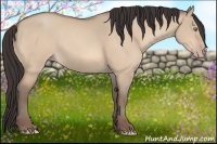 Horse Color:Amber Champagne Dun 