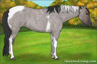 Horse Color:Grullo Roan Tobiano