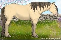 Horse Color:Amber Cream Champagne