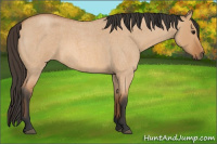 Horse Color:Bay Roan Dun 