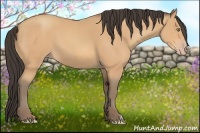 Horse Color:Amber Champagne 