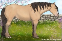 Horse Color:Amber Champagne