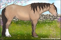Horse Color:Amber Champagne 