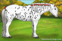 Horse Color:Black Tobiano Appaloosa 