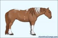 Horse Color:Chestnut Tobiano