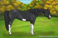 Horse Color:Black Tobiano Frame
