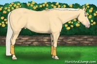 Horse Color:Gold Cream Champagne 