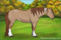 Horse Color:Red Dun Tobiano Frame 