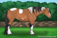 Horse Color:Bay Tobiano Frame