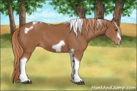 Horse Color:Chestnut Tobiano Frame 