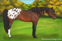 Horse Color:Bay Appaloosa 