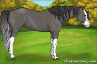 Horse Color:Grullo Splash 