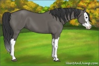 Horse Color:Grullo Splash 