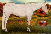 Horse Color:Red Roan Appaloosa 