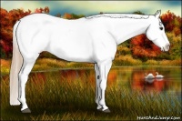 Horse Color:Red Roan Appaloosa 
