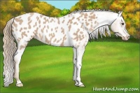 Horse Color:Red Roan Appaloosa 