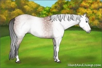 Horse Color:Gray Bay Tobiano 