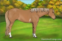 Horse Color:Chestnut Tobiano 