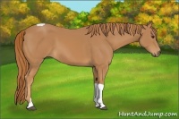 Horse Color:Chestnut Tobiano 