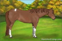 Horse Color:Chestnut Tobiano