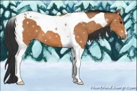 Horse Color:Bay Tobiano 