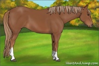 Horse Color:Chestnut Tobiano 
