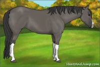 Horse Color:Grullo Splash Tobiano