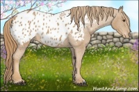 Horse Color:Red Roan Appaloosa 