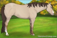 Horse Color:Amber Champagne Dun 