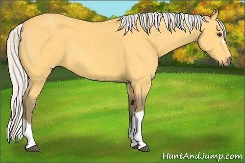 Horse Color: Silver Buckskin 